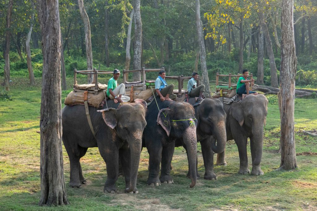 Après avoir visité le parc en pirogue, à pied, en jeep, cet après-midi ce sera à dos d'éléphant